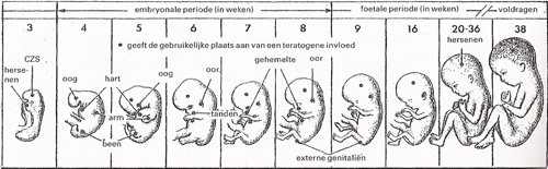Baby In De Baarmoeder Op 8 Weken Met 6 Weken Echo Een Jongen Of Een